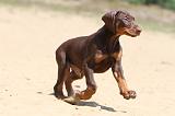 DOBERMANN 866